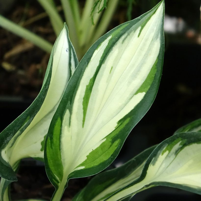 Hosta Fireworks - Hartlelie (Blad)