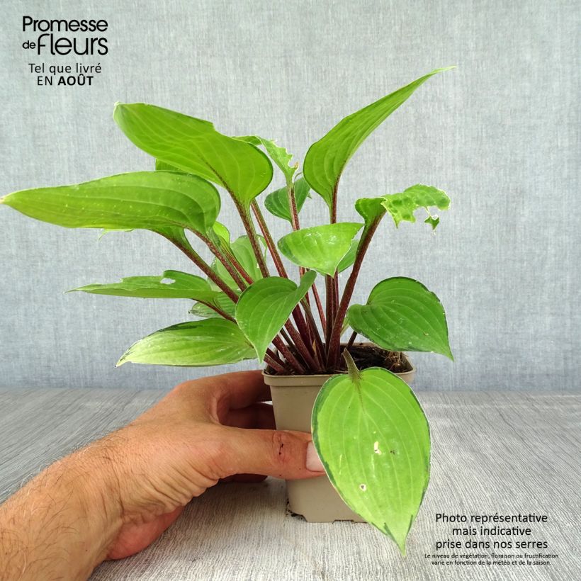Exemplaar van Hosta Paradise Island - Hartlelie Kweekpotje van 8/9 cm zoals geleverd in de zomer