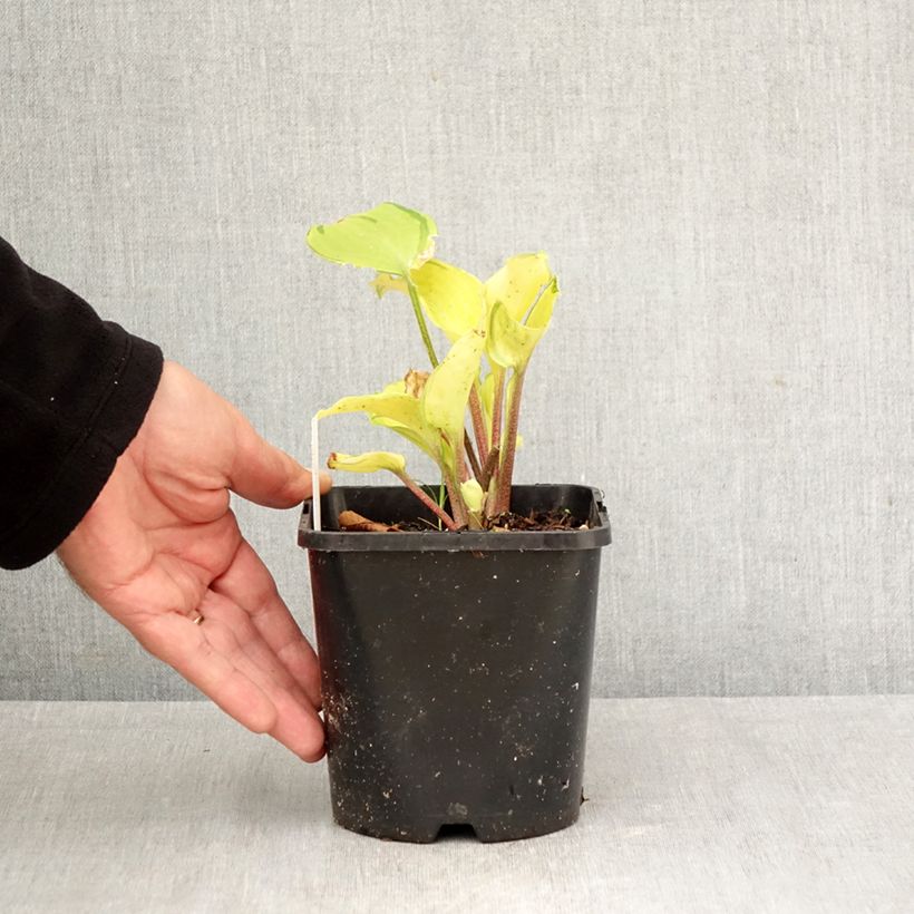 Exemplaar van Hosta Paradise Island - Hartlelie Pot van 1,5 l/2 l zoals geleverd in de herfst