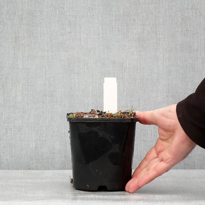 Exemplaar van Hosta Paradise Island Pot de 1,5L/2L zoals geleverd in de winter