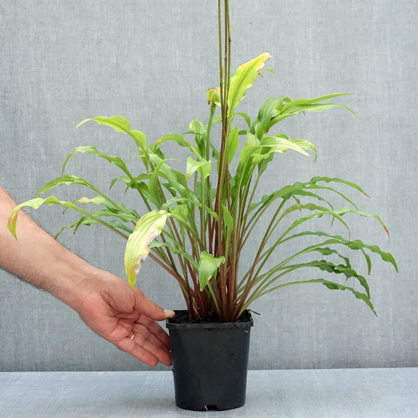 Exemplaar van Hosta Party Streamers - Hartlelie Pot van 1,5 l/2 l zoals geleverd in de zomer