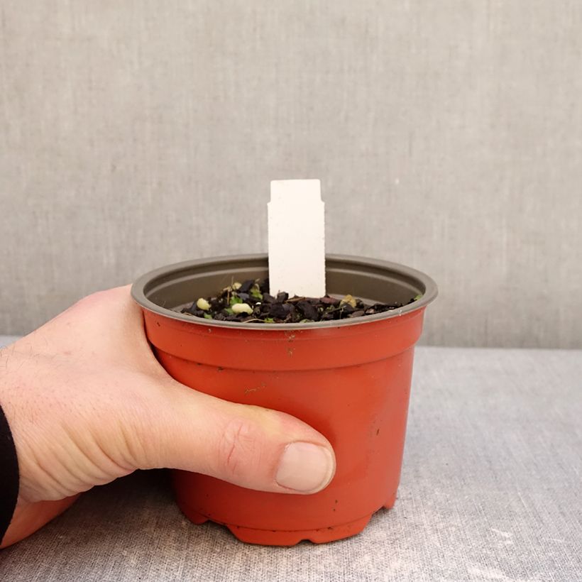 Example of Hosta Party Streamers - Hartlelie Pot van 12 cm / 13 cm as you get in hiver