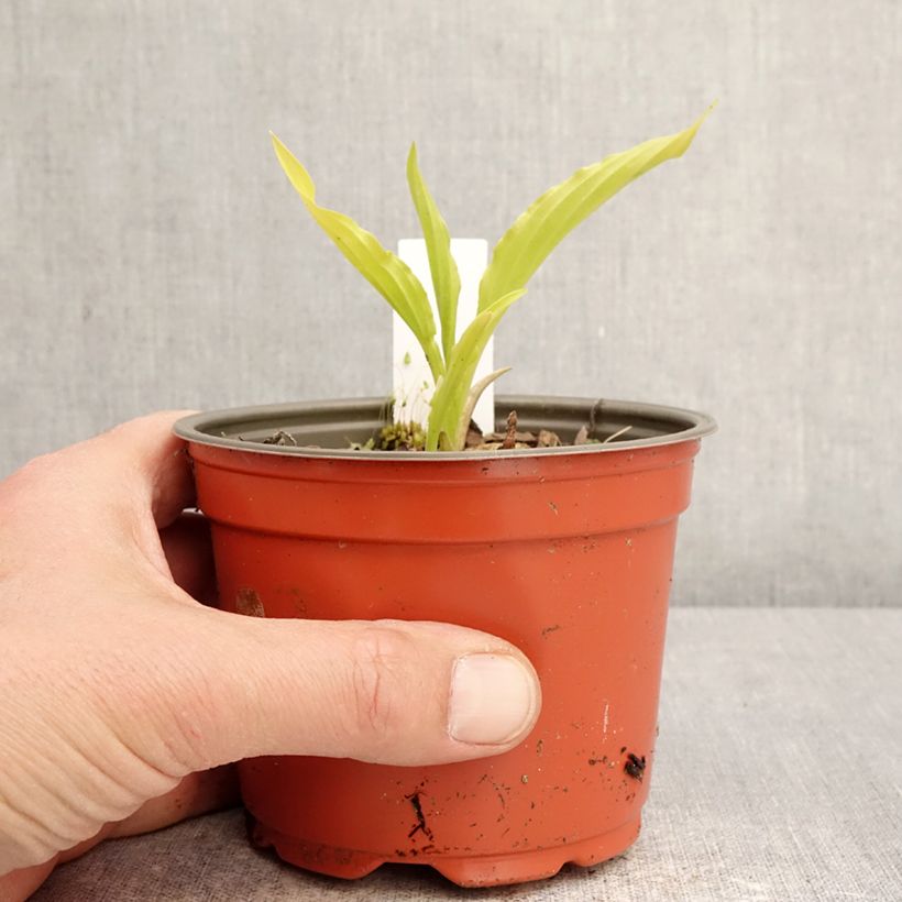 Exemplaar van Hosta Party Streamers - Hartlelie Pot van 12 cm / 13 cm zoals geleverd in de lente