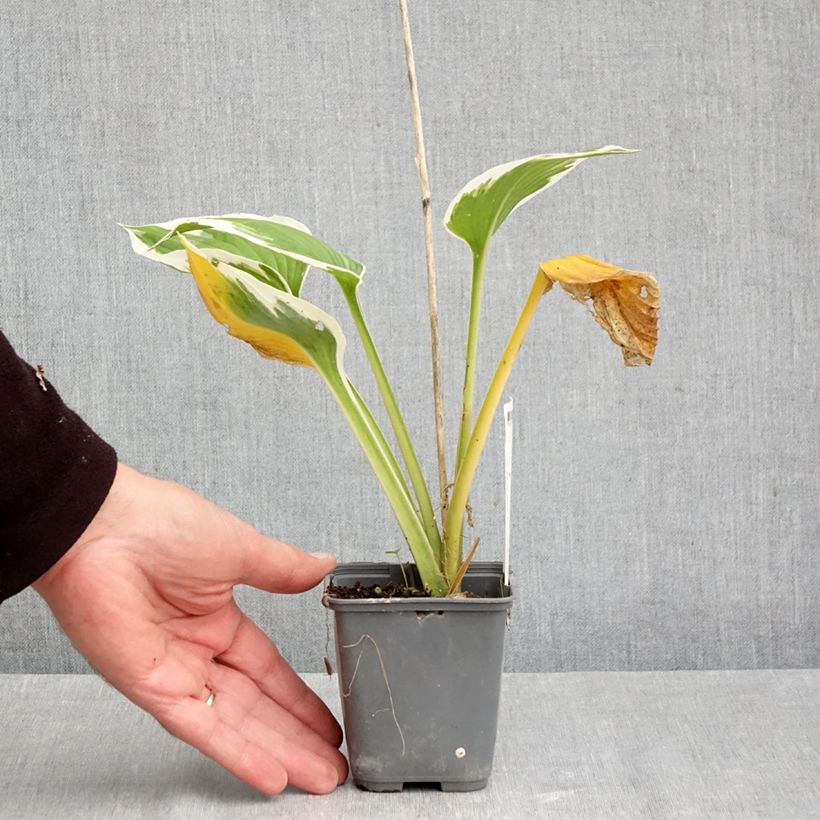Exemplaar van Hosta Patriots Fire - Hartlelie Kweekpotje van 8/9 cm zoals geleverd in de herfst