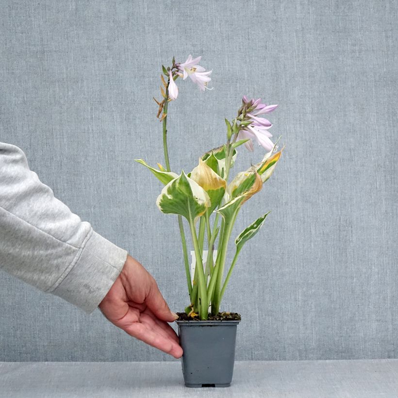 Exemplaar van Hosta Patriots Fire - Hartlelie Kweekpotje van 8/9 cm zoals geleverd in de zomer
