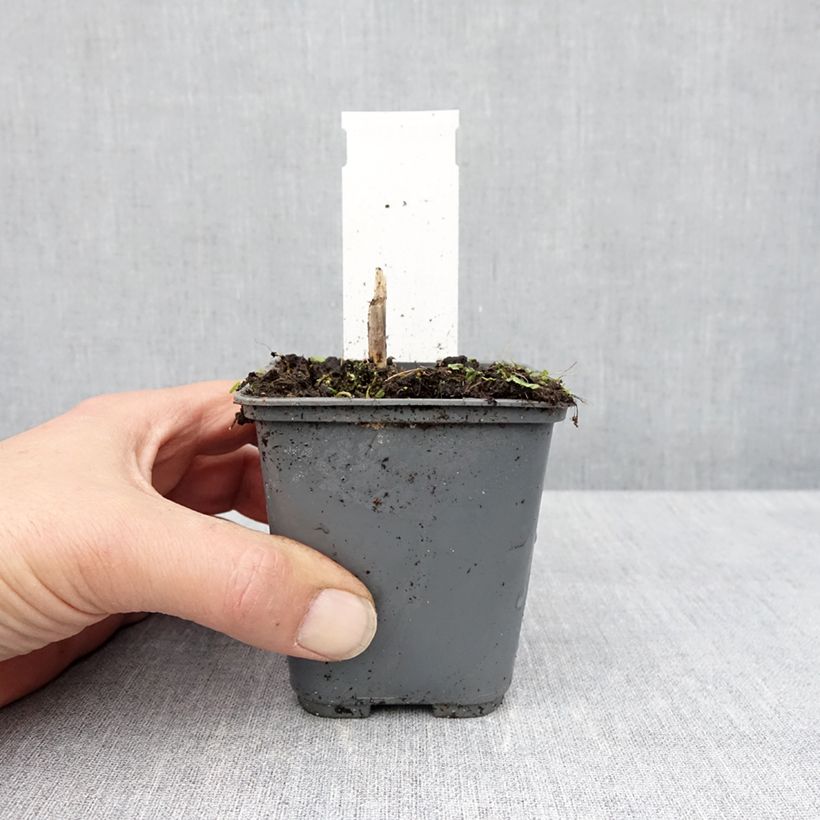 Exemplaar van Hosta Patriots Fire - Hartlelie Kweekpotje van 8/9 cm zoals geleverd in de lente