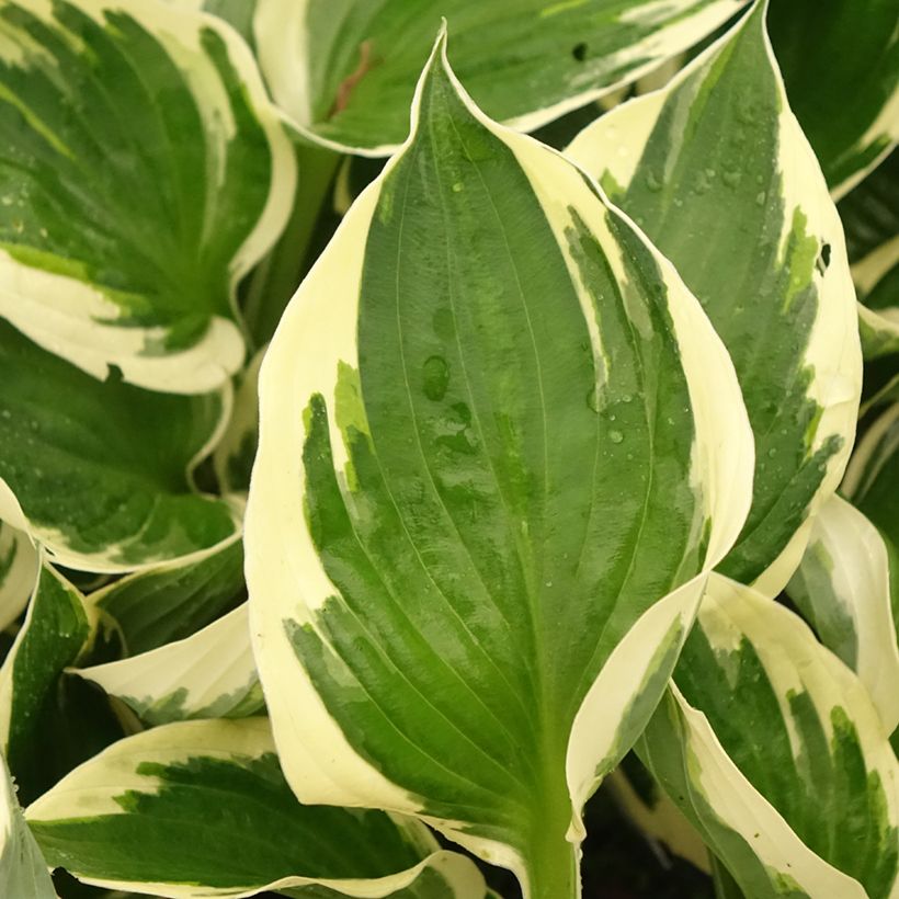 Hosta Patriots Fire - Hartlelie (Blad)