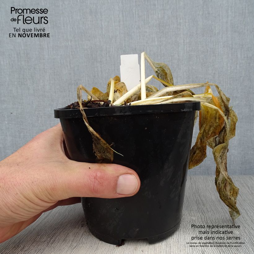 Exemplaar van Hosta Paul Revere - Hartlelie Pot van 1,5 l/2 l zoals geleverd in de herfst