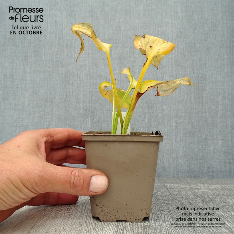 Exemplaar van Hosta Paul s Glory - Hartlelie Kweekpotje van 8/9 cm zoals geleverd in de herfst