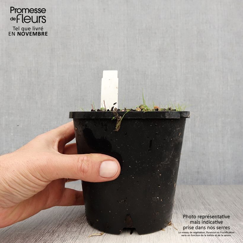 Exemplaar van Hosta Pin Up - Hartlelie Pot van 1,5 l/2 l zoals geleverd in de herfst