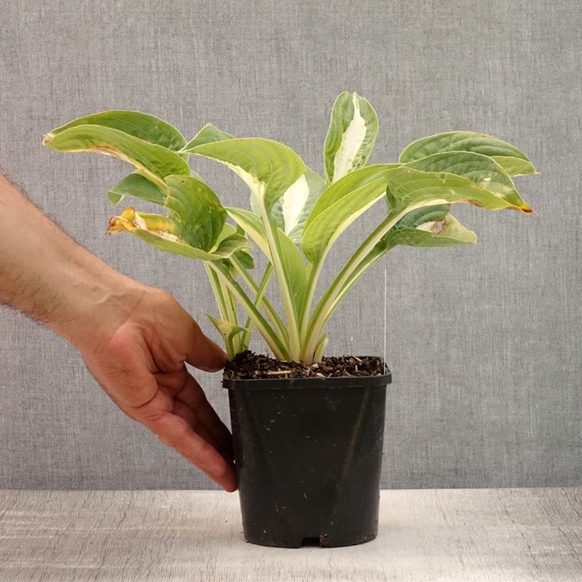 Exemplaar van Hosta Pin Up - Hartlelie Pot van 1,5 l/2 l zoals geleverd in de zomer