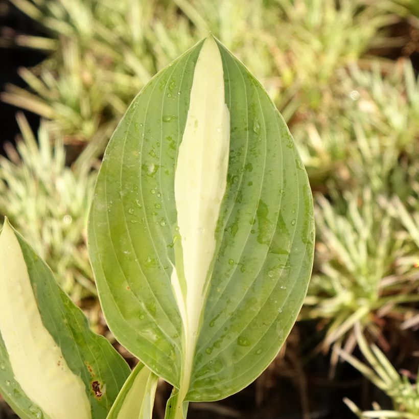 Hosta Pin Up - Hartlelie (Blad)