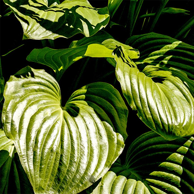 Hosta plantaginea Grandiflora - Hartlelie (Blad)