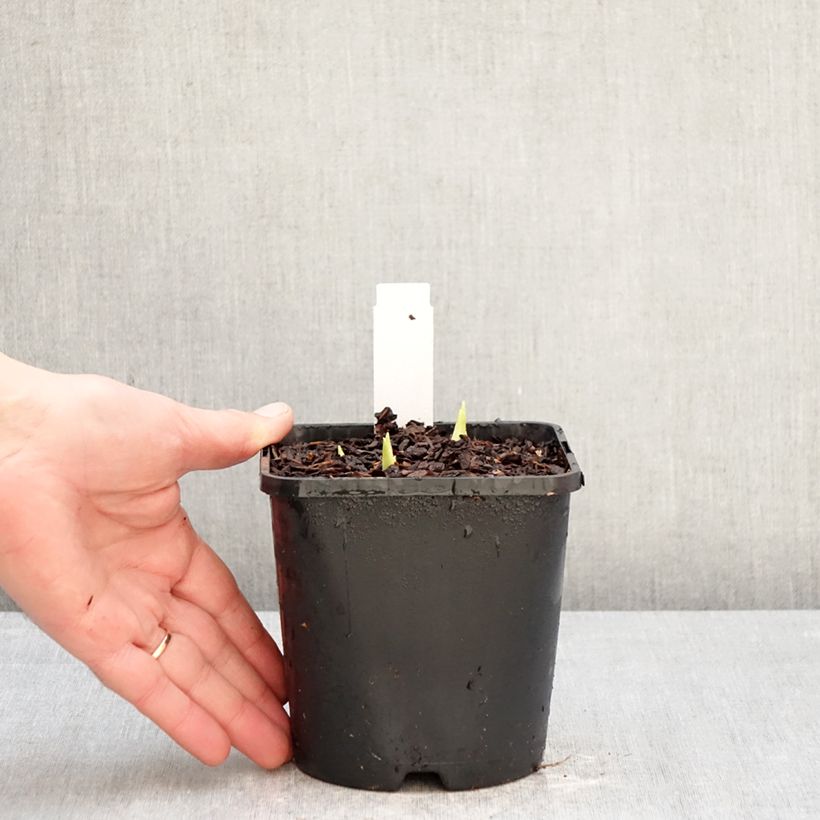 Exemplaar van Hosta plantaginea Grandiflora - Hartlelie Pot van 1 l/1,5 l zoals geleverd in de winter