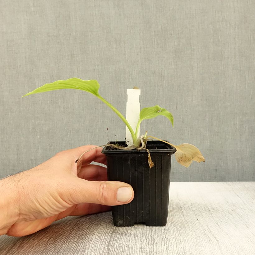 Exemplaar van Hosta plantaginea var. japonica Godet de 8/9 cm zoals geleverd in de herfst