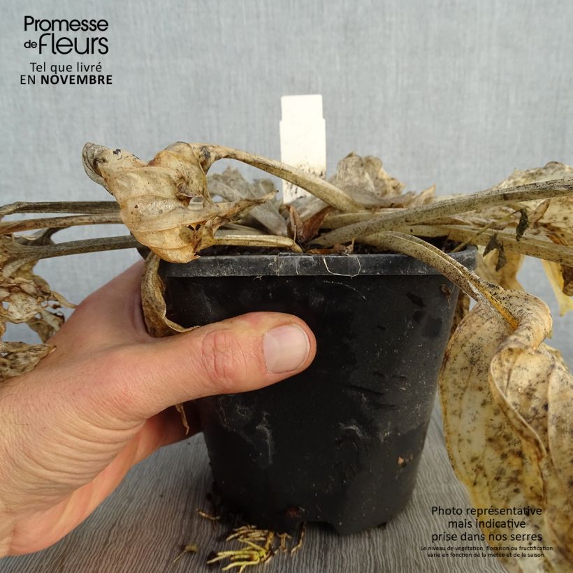 Exemplaar van Hosta Pocketfull of Sunshine - Hartlelie Pot van 1,5 l/2 l zoals geleverd in de herfst