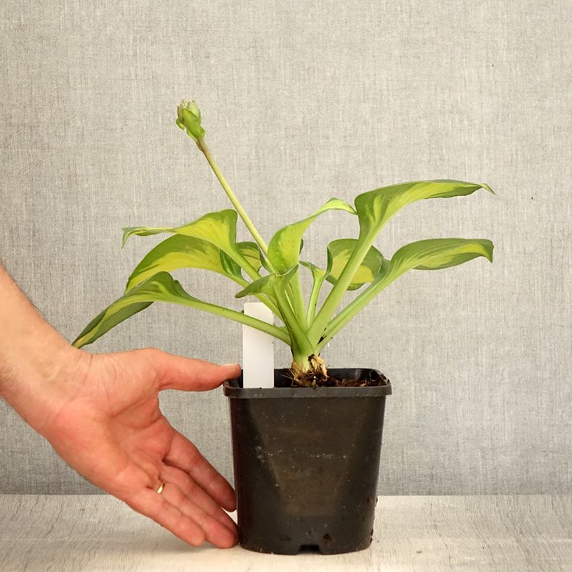 Exemplaar van Hosta Pocketfull of Sunshine - Hartlelie Pot van 1,5 l/2 l zoals geleverd in de zomer
