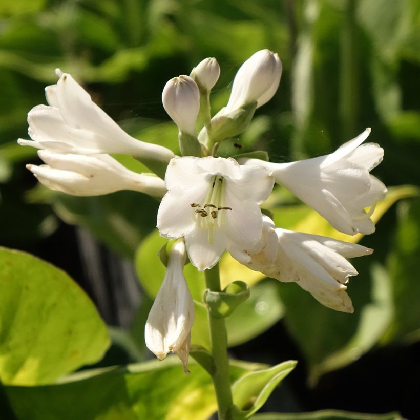 Hosta Pocketfull of Sunshine - Hartlelie (Bloei)