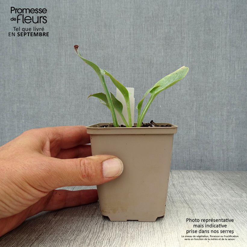 Exemplaar van Hosta Prairie Sky - Hartlelie Kweekpotje van 8/9 cm zoals geleverd in de herfst