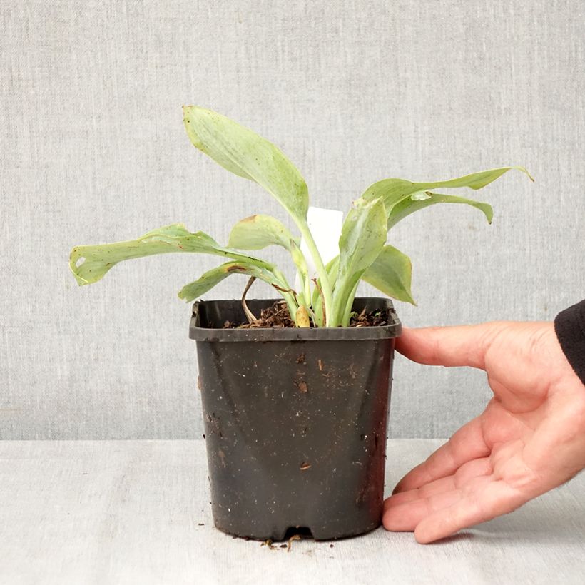 Exemplaar van Hosta Prairie Sky - Hartlelie Pot van 1,5 l/2 l zoals geleverd in de herfst