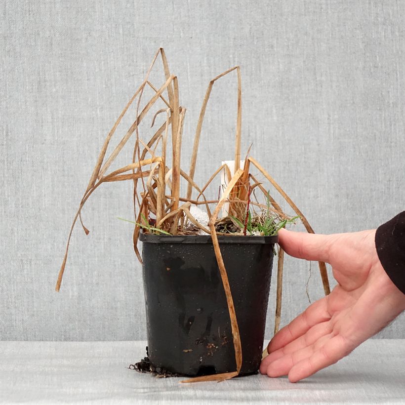 Exemplaar van Hosta Prairie Sky Pot de 1,5L/2L zoals geleverd in de winter