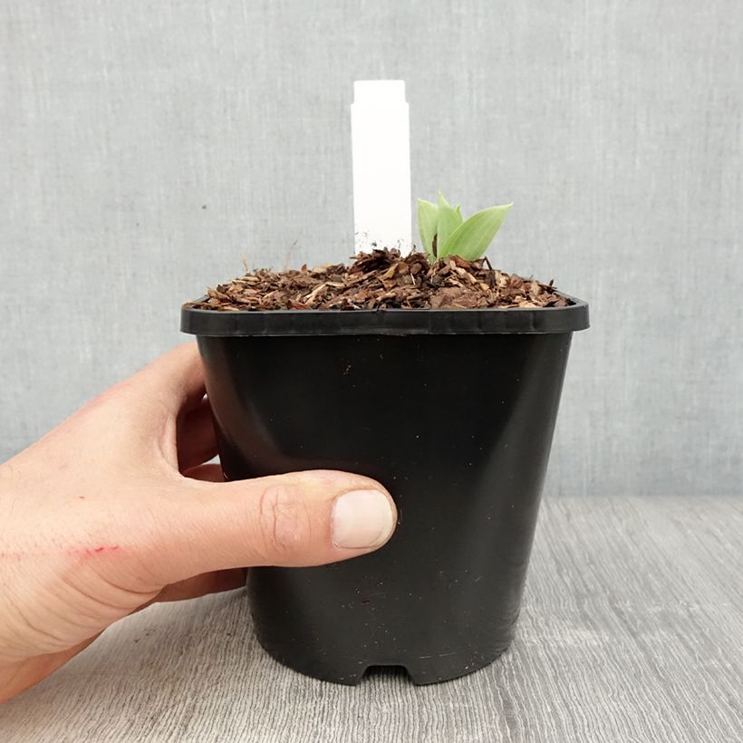 Exemplaar van Hosta Prairie Sky - Hartlelie Pot van 1,5 l/2 l zoals geleverd in de lente