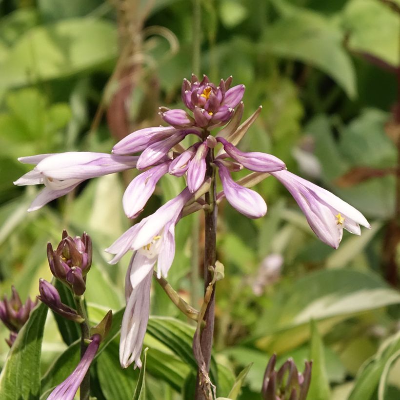 Hosta Praying Hands - Hartlelie (Bloei)