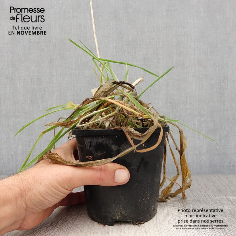 Exemplaar van Hosta Praying Hands - Hartlelie Pot van 1,5 l/2 l zoals geleverd in de herfst