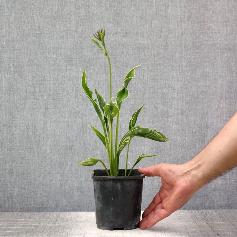 Exemplaar van Hosta Praying Hands - Hartlelie Pot van 1,5 l/2 l zoals geleverd in de zomer