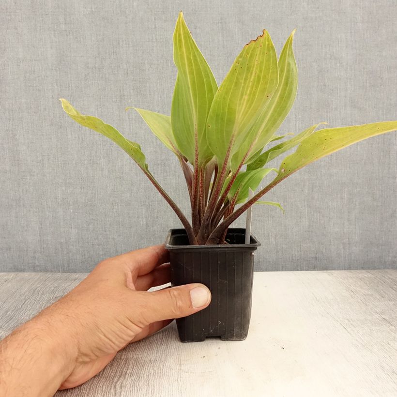Exemplaar van Hosta Purple Heart - Hartlelie Kweekpotje van 8/9 cm zoals geleverd in de zomer