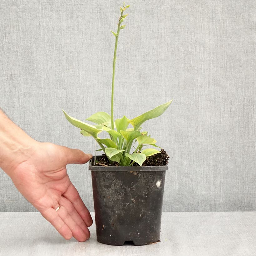 Exemplaar van Hosta Radiant Edger - Hartlelie Pot van 1,5 l/2 l zoals geleverd in de zomer