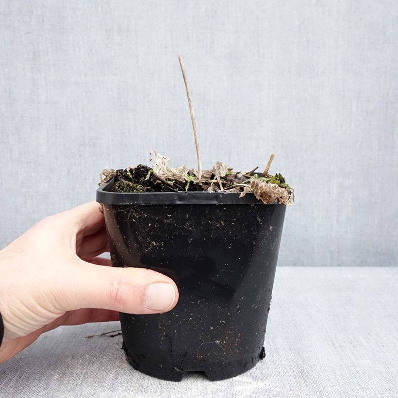 Exemplaar van Hosta Radiant Edger - Hartlelie Pot van 1,5 l/2 l zoals geleverd in de winter