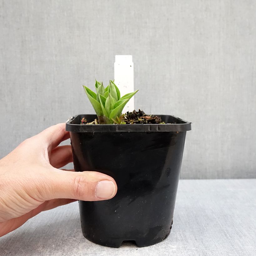 Exemplaar van Hosta Radiant Edger - Hartlelie Pot van 1,5 l/2 l zoals geleverd in de lente