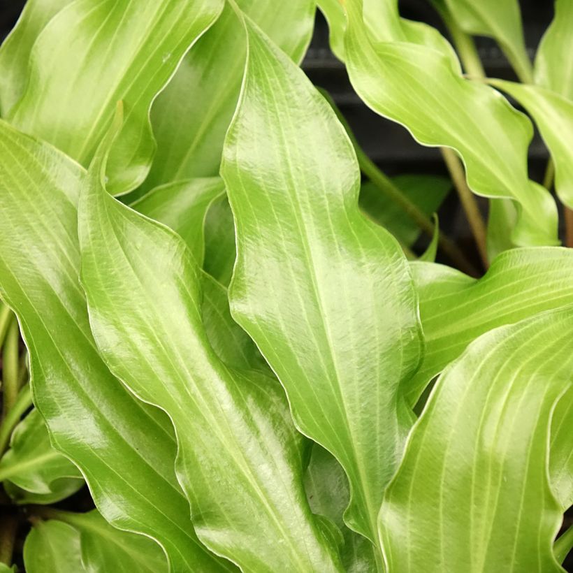Hosta Raspberry Sorbet (Blad)