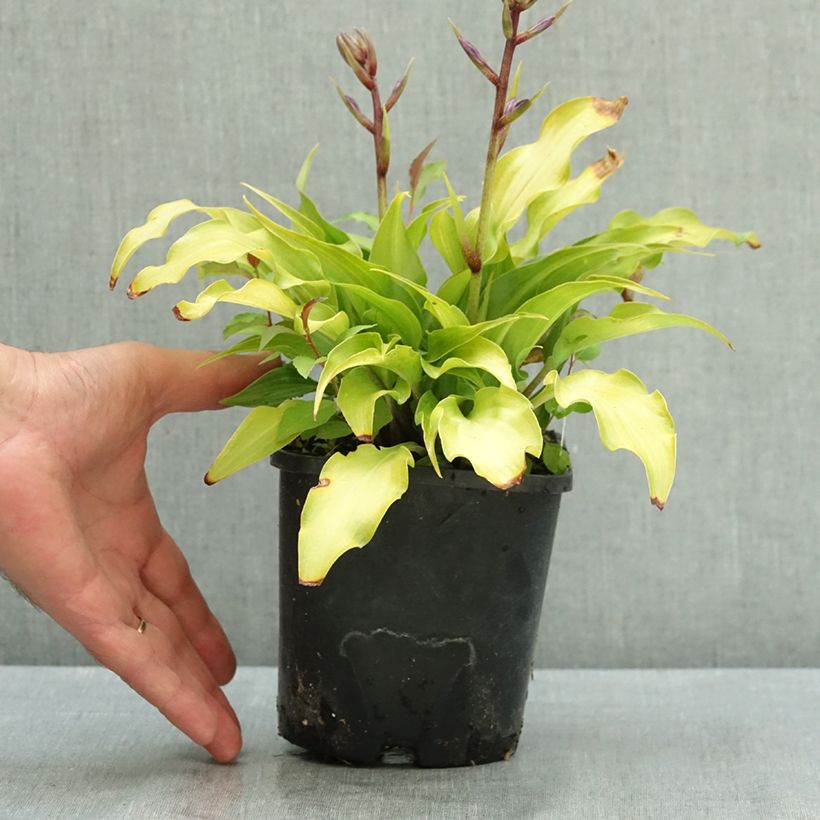 Exemplaar van Hosta Raspberry Sorbet Pot van 1,5 l/2 l zoals geleverd in de zomer