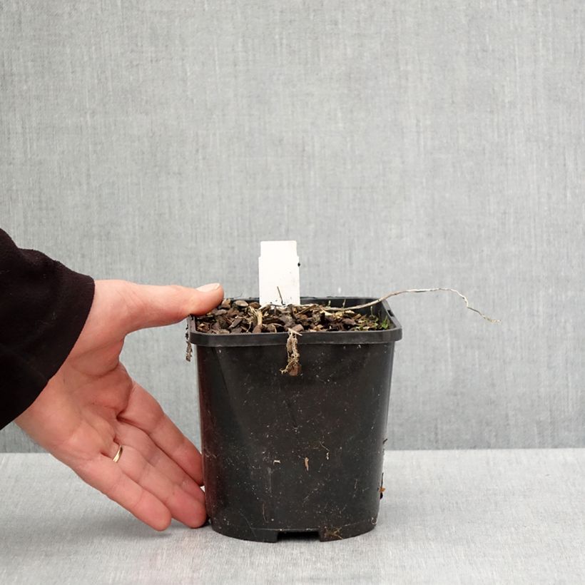 Exemplaar van Hosta Raspberry Sundae - Hartlelie Pot van 1,5 l/2 l zoals geleverd in de lente