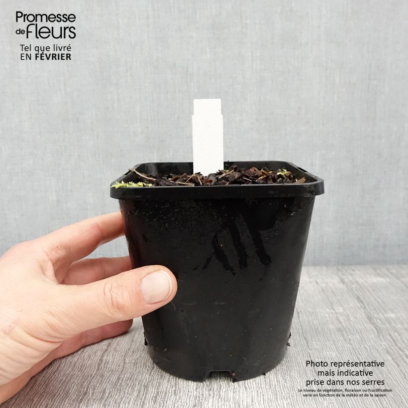 Exemplaar van Hosta Remember Me Pot de 1,5L/2L zoals geleverd in de winter