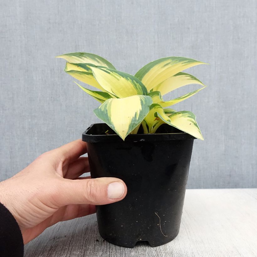 Exemplaar van Hosta Remember Me - Hartlelie Pot van 1,5 l/2 l zoals geleverd in de lente