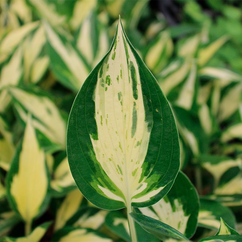Hosta Revolution - Hartlelie (Blad)