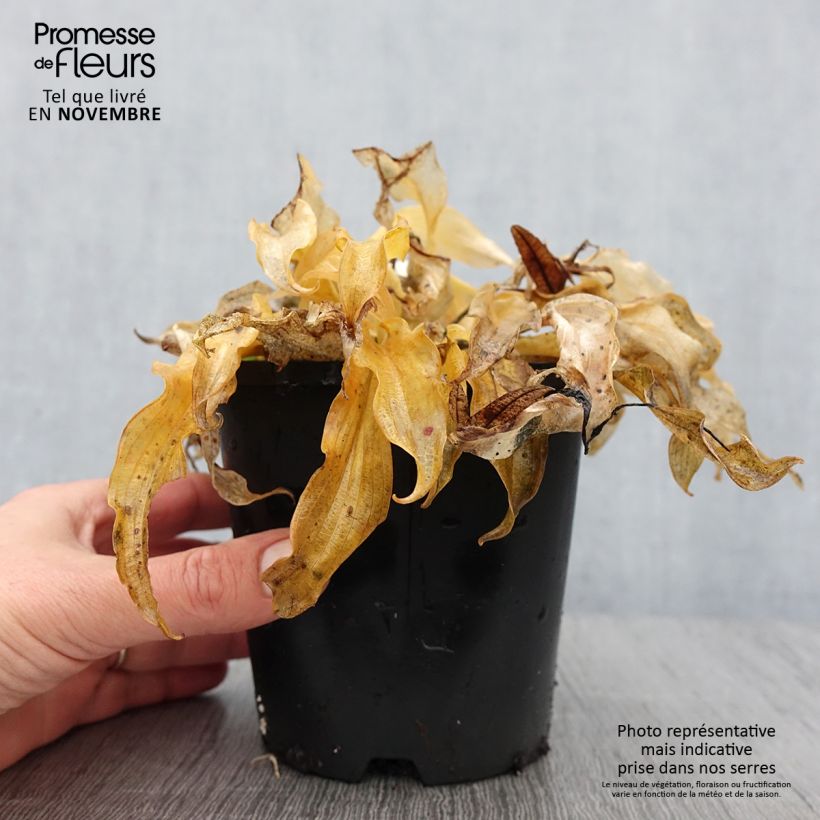 Exemplaar van Hosta Ripple Effect - Hartlelie Pot van 1,5 l/2 l zoals geleverd in de herfst