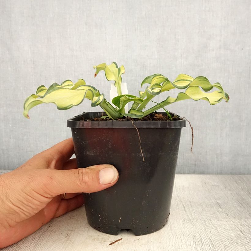 Exemplaar van Hosta Ripple Effect - Hartlelie Pot van 1,5 l/2 l zoals geleverd in de zomer