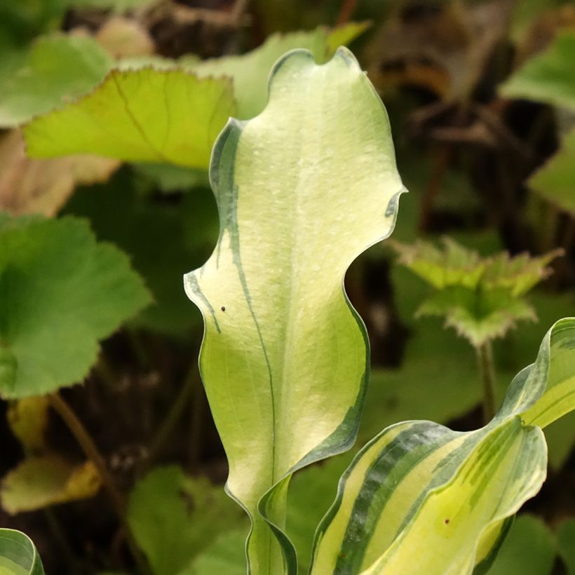 Hosta Ripple Effect - Hartlelie (Blad)