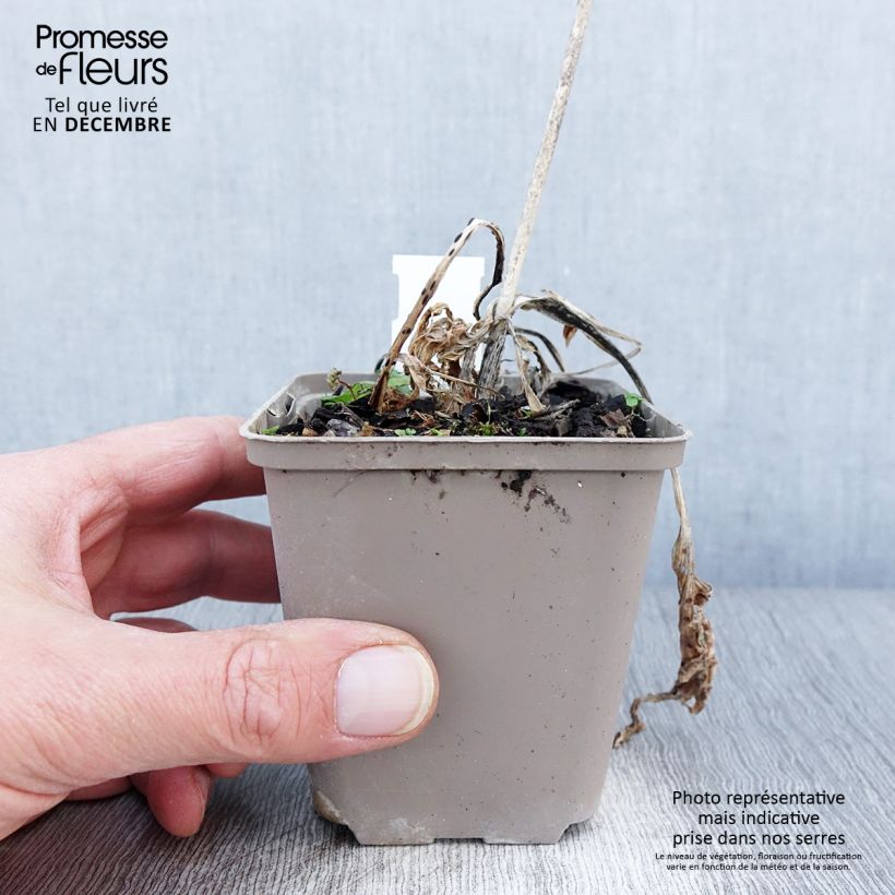 Exemplaar van Hosta Robert Frost - Hartlelie Kweekpotje van 8/9 cm zoals geleverd in de herfst