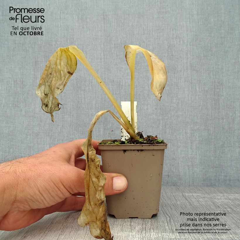 Exemplaar van Hosta Royal Standard - Hartlelie Kweekpotje van 8/9 cm zoals geleverd in de herfst