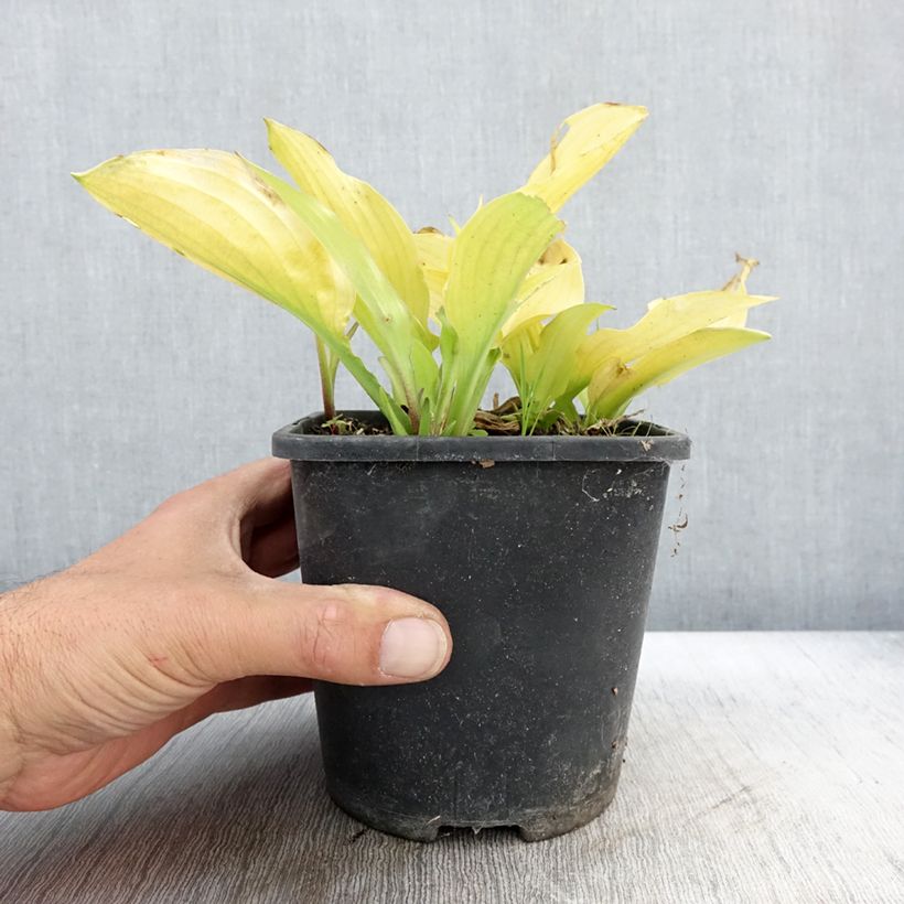 Exemplaar van Hosta Ruffed Up - Hartlelie Pot van 1,5 l/2 l zoals geleverd in de herfst