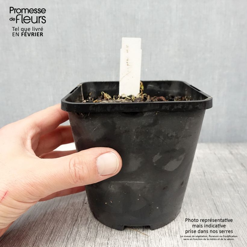 Exemplaar van Hosta Ruffed Up Pot de 1,5L/2L zoals geleverd in de winter