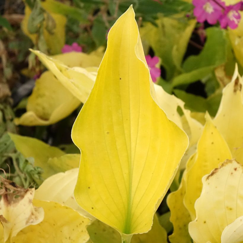 Hosta Ruffed Up - Hartlelie (Blad)