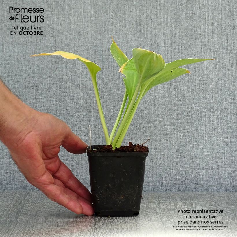 Exemplaar van Hosta Sagae - Hartlelie Kweekpotje van 8/9 cm zoals geleverd in de herfst