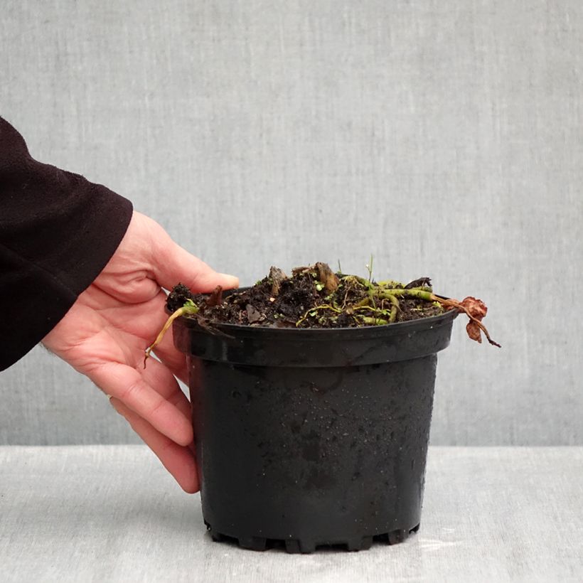 Exemplaar van Hosta Sagae - Hartlelie Pot van 1,5 l/2 l zoals geleverd in de herfst