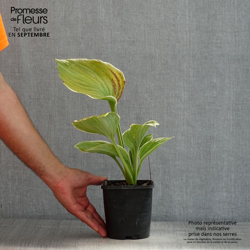 Exemplaar van Hosta Sagae - Hartlelie Pot van 1,5 l/2 l zoals geleverd in de zomer